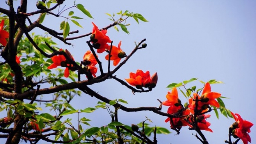 Day dứt phận người bên "Cây gạo ở chợ chiều"