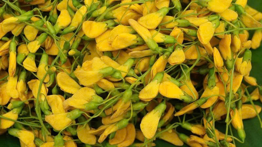 Bông điên điển - món ăn dân dã, dưỡng chất tuyệt vời cho sức khỏe