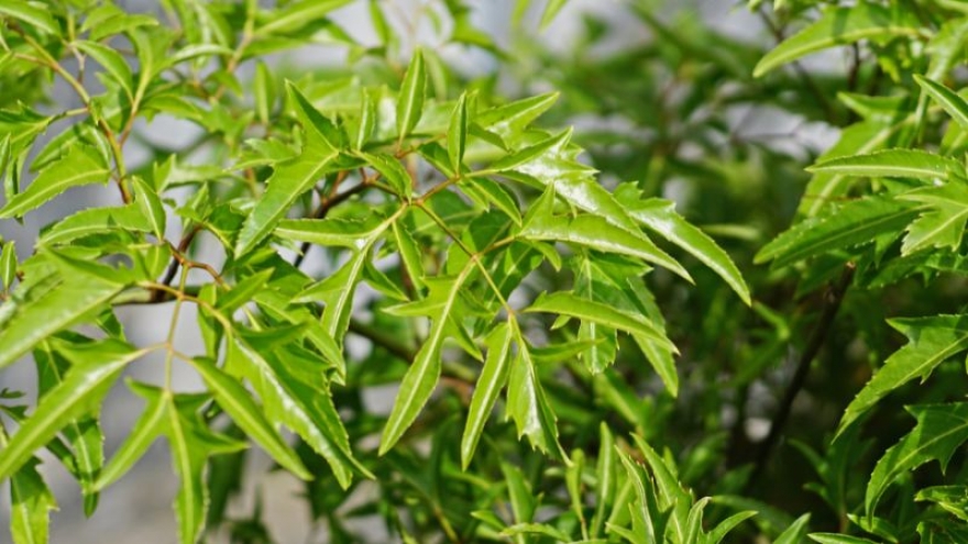 Đinh lăng - vị thuốc dân gian quý như “nhân sâm của người Việt”