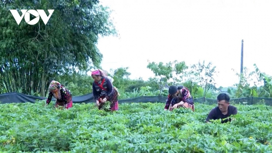Lai Châu chuyển mình mạnh mẽ từ nông nghiệp xanh và bền vững