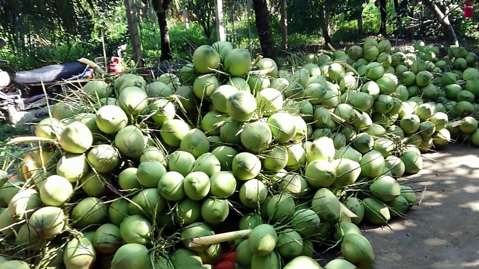 Vào mùa thuận vụ, giá dừa tươi tại Vĩnh Long giảm mạnh