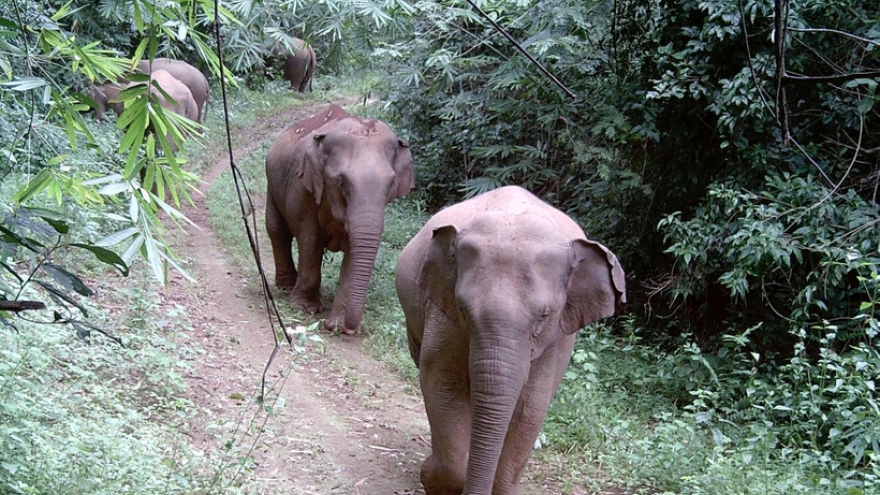 Urgent action needed to save Vietnam’s elephants from extinction