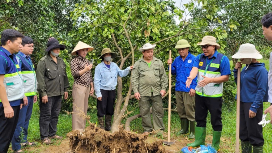 Khuyến nông hướng dẫn nông dân phục hồi cây ăn quả sau mưa lũ