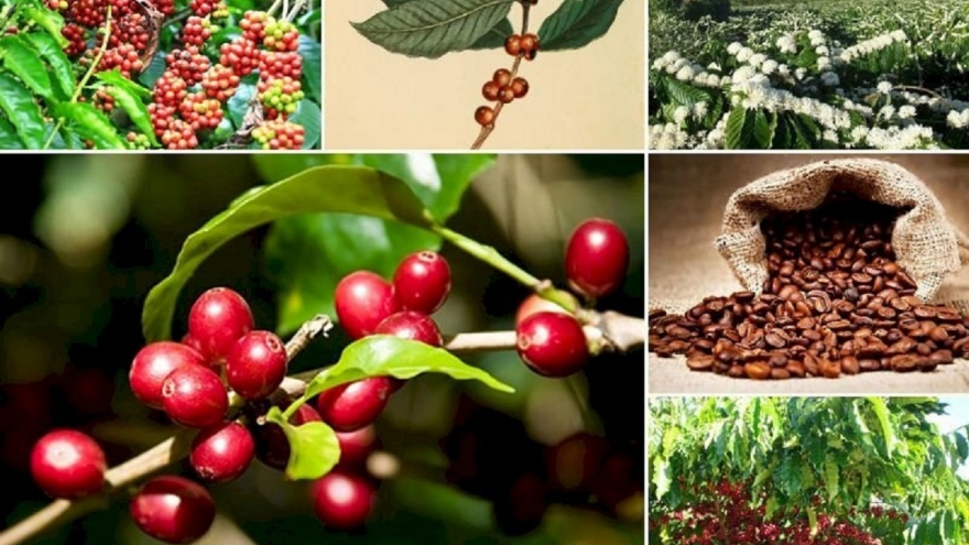 Giá cà phê hôm nay 1/11: Cà phê trong nước thu mua cao nhất 118.200 đồng/kg