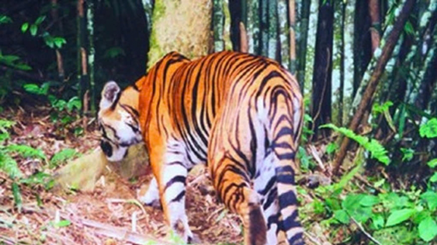 Chính quyền đang xác minh thông tin hổ xuất hiện ở Phú Thọ