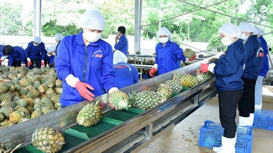 Vietnamese pineapple exports in August skyrocket over 400%