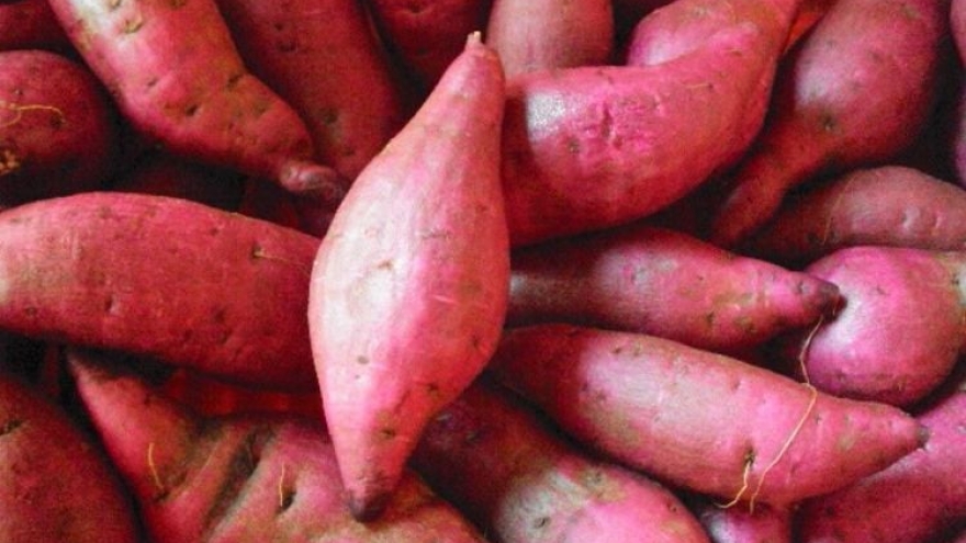 Khoai lang - món ăn dân dã, lợi ích dinh dưỡng bất ngờ