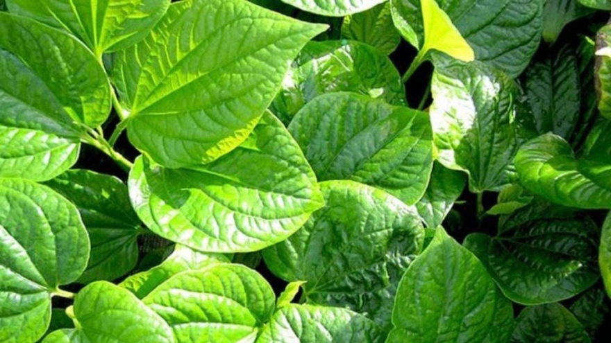 Lá lốt: Rau gia vị dân dã, “thần dược” trong y học cổ truyền