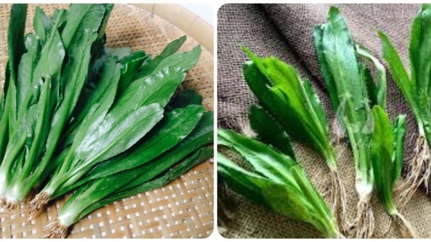 Bài thuốc chữa bệnh từ lá mùi tàu