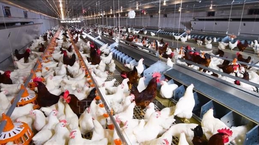Int’l conference on sustainable livestock farming opens in Can Tho