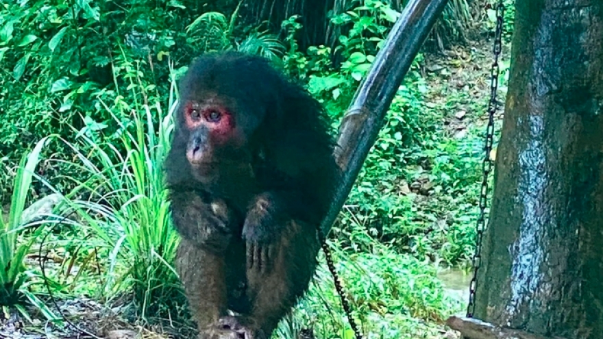 Rare monkey species released back into the wild in Quang Tri