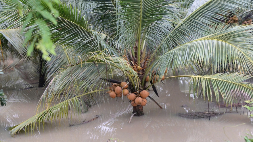 Lũ, triều cường, mưa to trong tháng 10 gây thiệt hại hơn 8,6 tỷ đồng ở Đồng Tháp