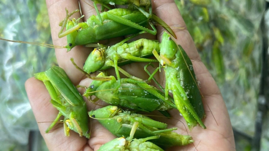 Đặc sản mùa lúa chín có giá gần triệu đồng/kg