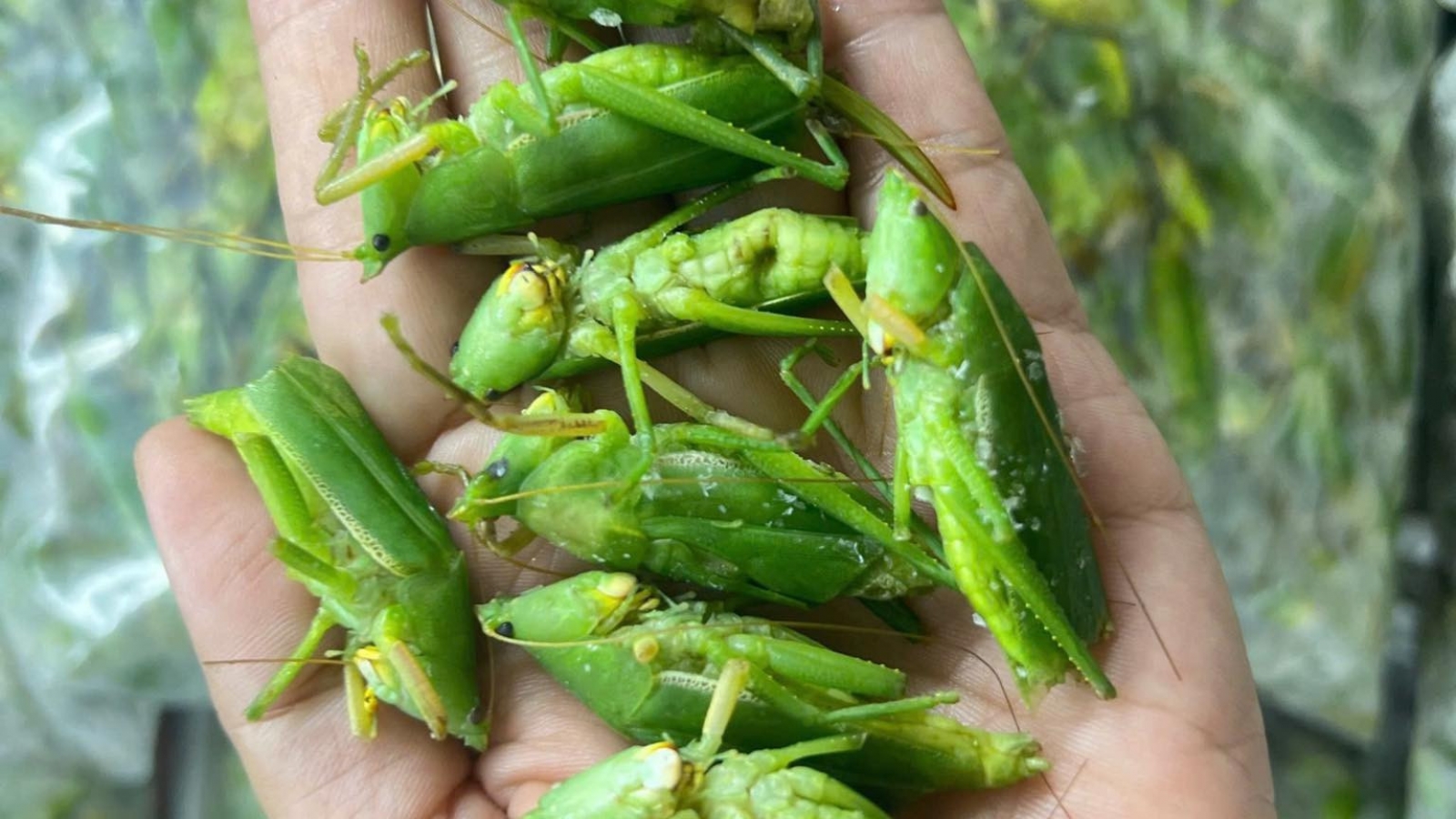 Đặc sản mùa lúa chín có giá gần triệu đồng/kg