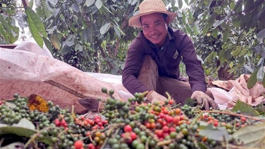 Pepper industry holds firm amid global supply crunch