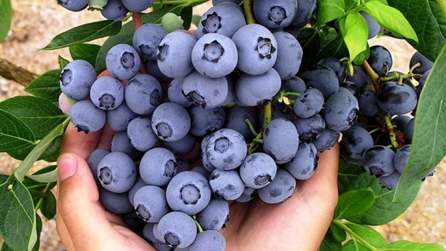 Polish blueberries enter Vietnam market