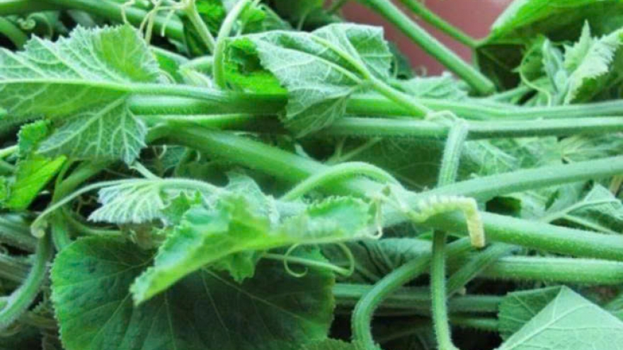 Rau bí - Món ăn dân dã giàu dinh dưỡng