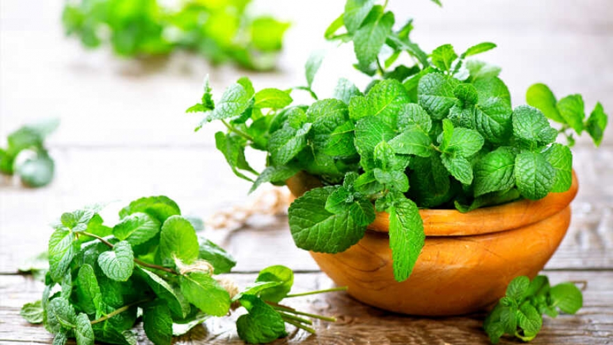 Khám phá công dụng của rau húng và bạc hà