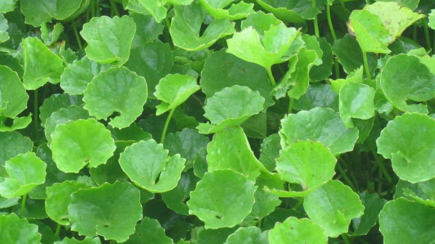 Rau má: Bài thuốc tự nhiên, nhưng không phải ai cũng dùng được