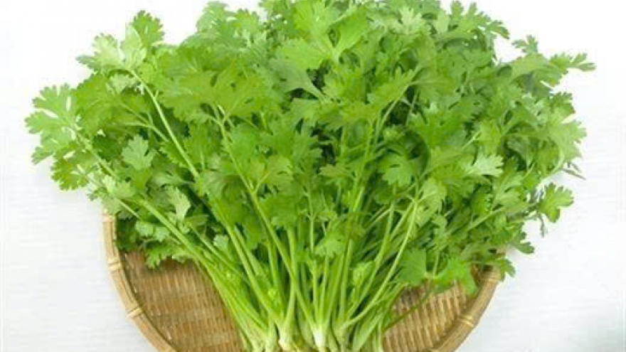 8 công dụng tuyệt vời của rau mùi đối với sức khỏe