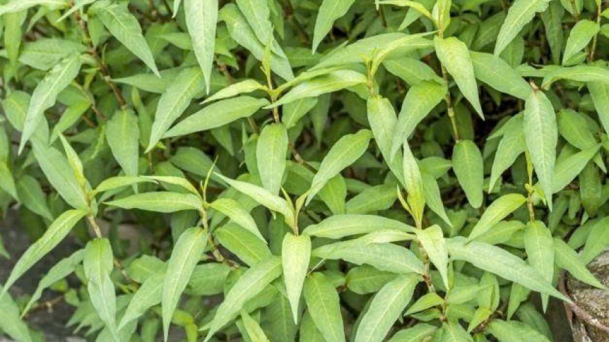 Rau răm: Gia vị quen thuộc nhưng không phải ai cũng nên ăn