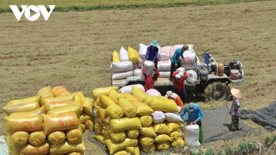 Vietnamese rice exports surge to China amid regional shifts