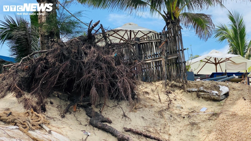 Sóng "nuốt" đường bê tông, "ngoạm" bật gốc phi lao, công phá bờ biển Hội An