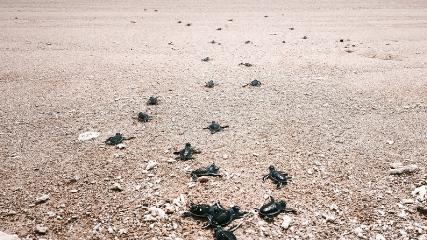 Over 1,300 sea turtle hatchlings return to the ocean in Nui Chua