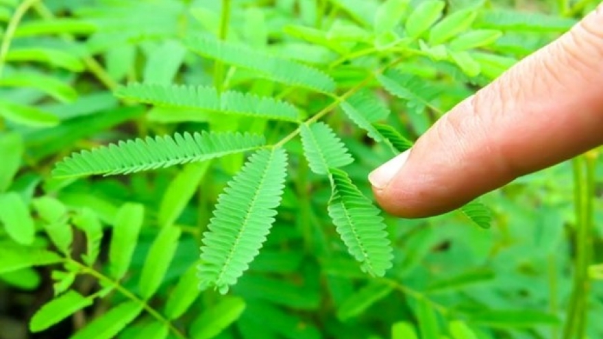 "Cây thuốc quý" mọc tua tủa đầy vườn lại siêu bổ dưỡng, đặc biệt là cho phụ nữ