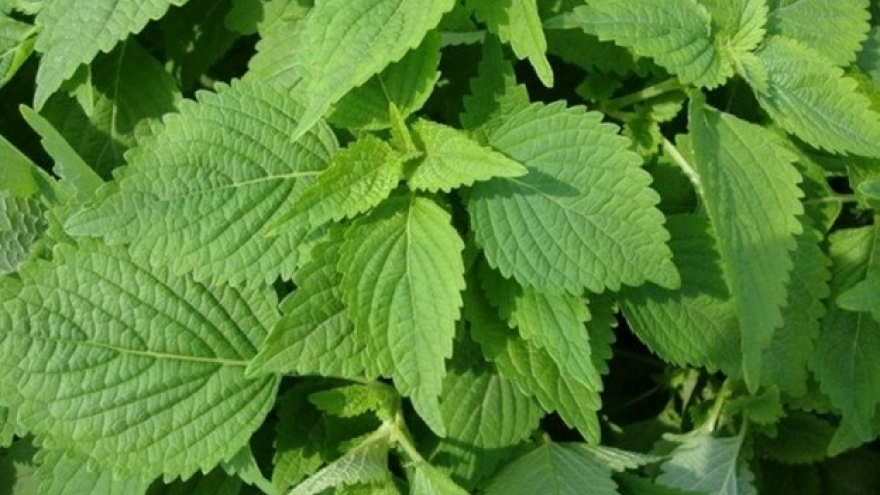 Việt Nam có loại rau gia vị giá rẻ như cho ở chợ, là thuốc quý lại ít người biết