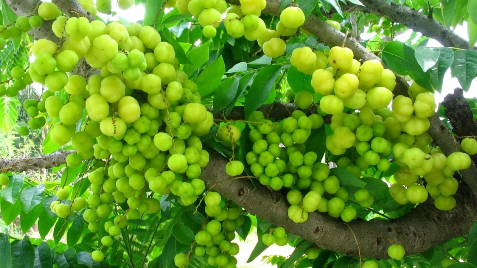 Loại quả hay mọc chi chít đầy vườn, là “vị thuốc quý” lại thường bị ngó lơ