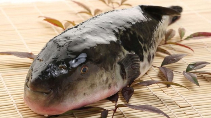 Loại cá độc hơn xyanua gấp 275 lần, nhiều người không biết vẫn bắt về ăn