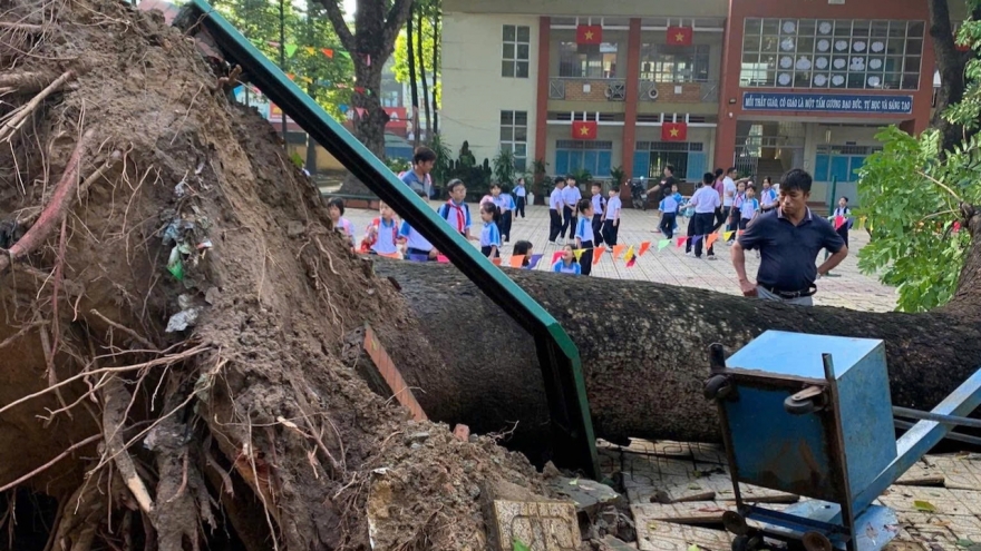 Cây cổ thụ bật gốc đổ rạp trong sân trường tiểu học ở Đồng Nai