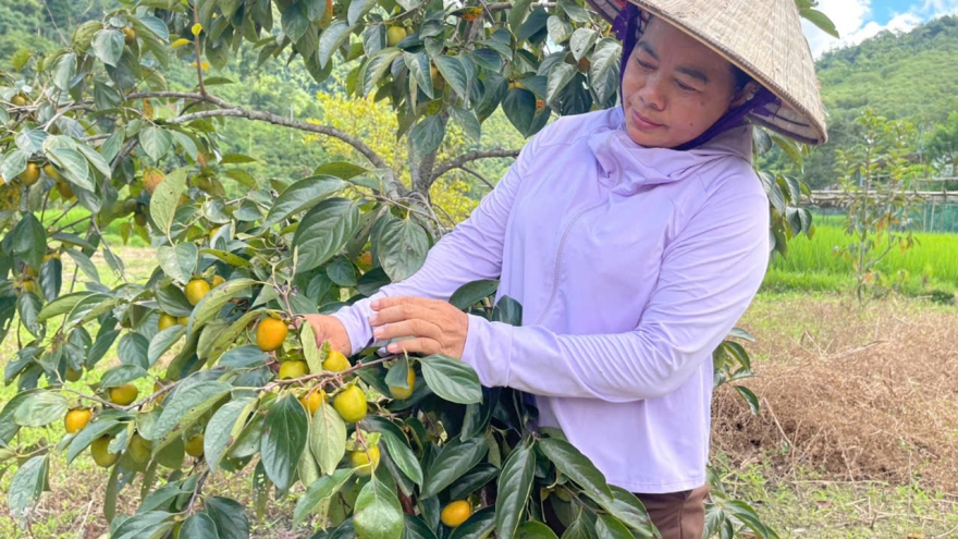 Nâng tầm giá trị quả hồng không hạt vùng cao Thái Nguyên