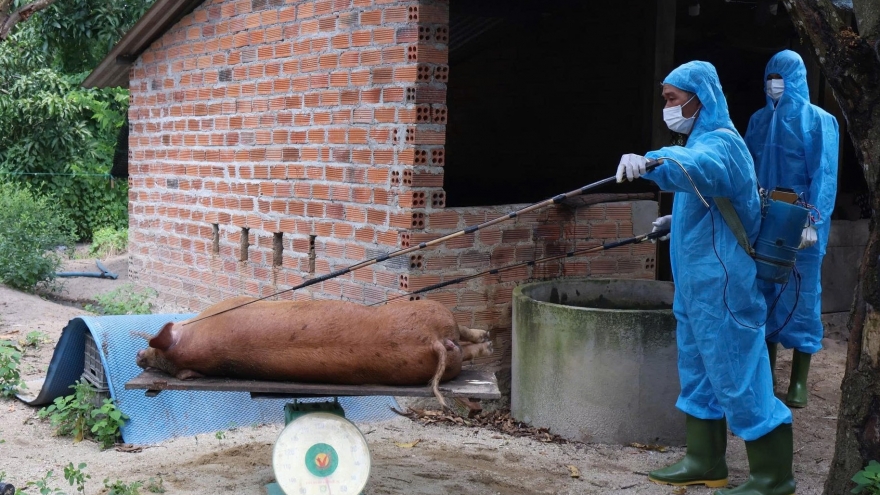 Dịch tả lợn châu Phi bùng phát tại Khánh Hòa, hơn 18 tấn lợn bị tiêu hủy