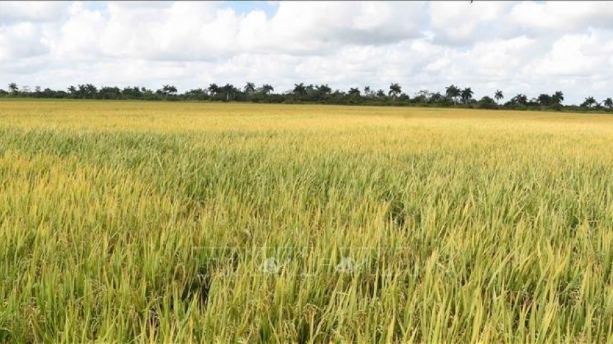 Vietnam to supply rice seeds for Cuba’s 2026 crop