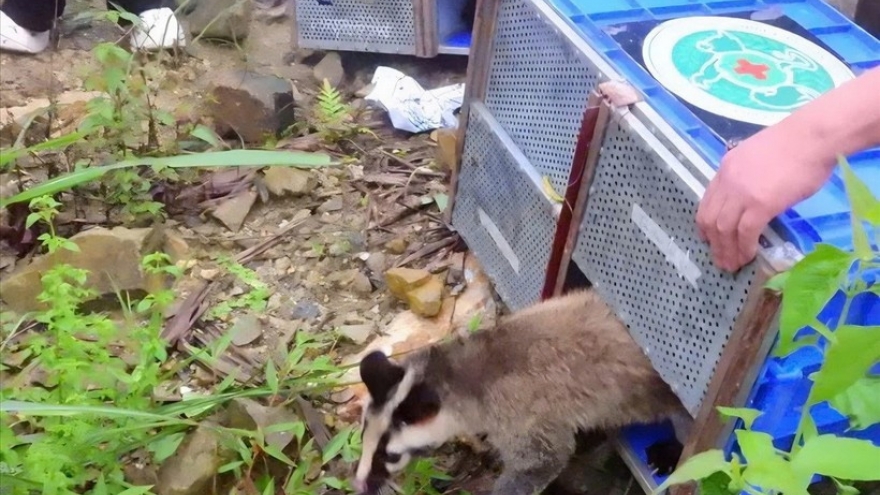 91 rescued wild animals released back into Tam Dao National Park