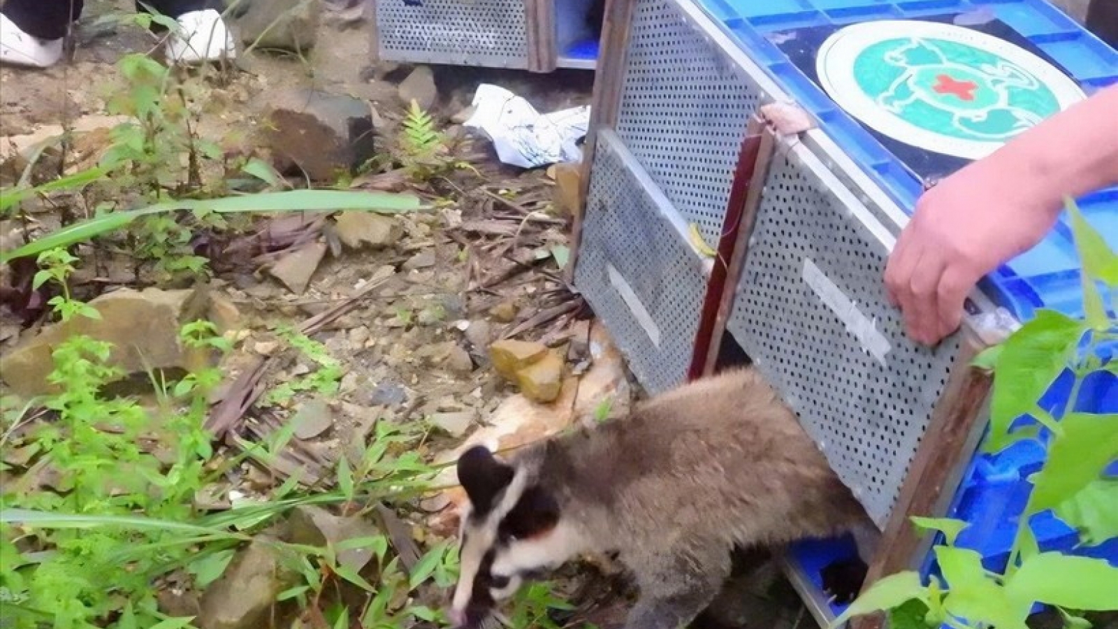 91 rescued wild animals released back into Tam Dao National Park
