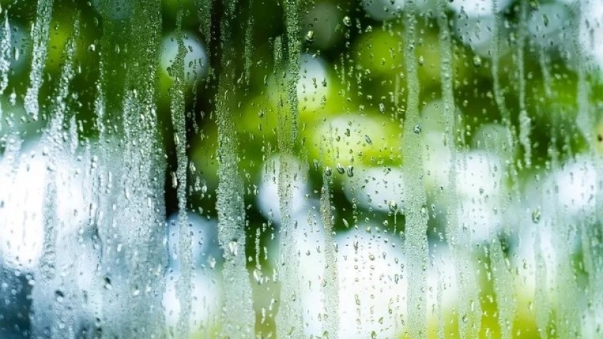 2 cây cảnh trồng trong nhà, trời nồm cũng không sợ cửa sổ đọng hơi nước