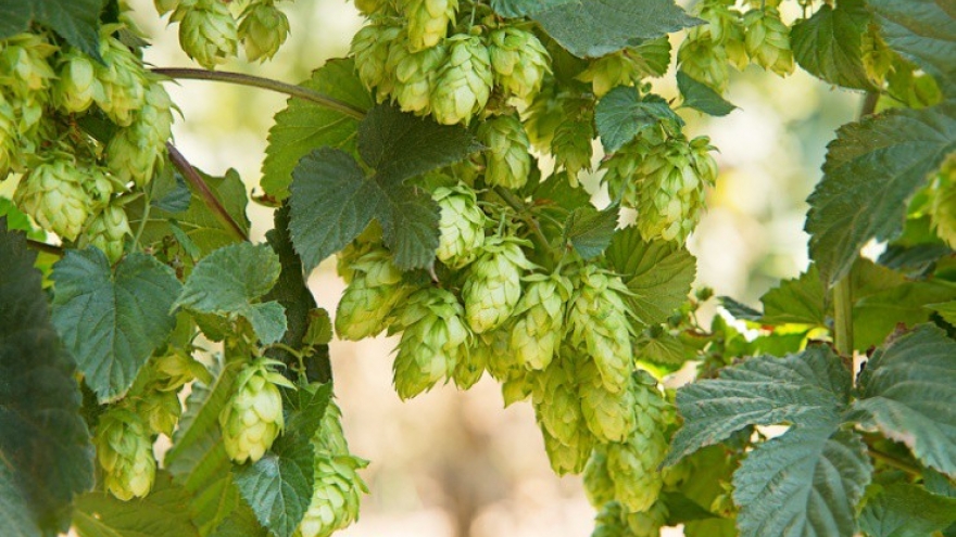 Loại hoa nghe tên đã say, giúp nhà nông phát tài