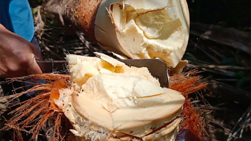 Loại cây trước chỉ lấy quả nay chặt đọt bán giá nửa triệu/kg