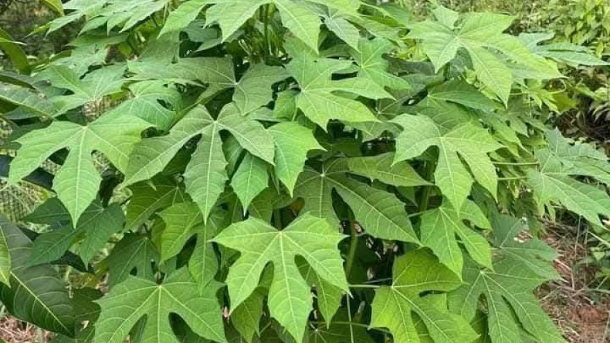 Rau siêu ngọt thành "mỏ vàng" của nông dân