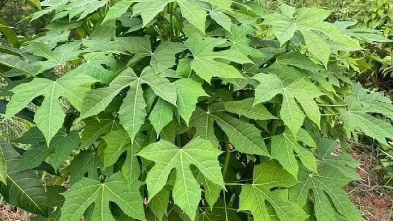 Rau siêu ngọt thành "mỏ vàng" của nông dân