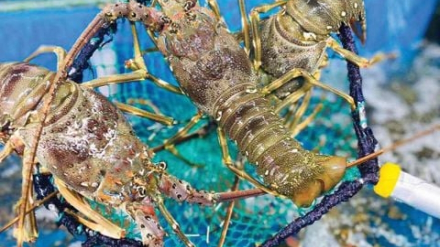 Trung Quốc chi hơn 700 triệu usd mua “hải sản nhà giàu” từ Việt Nam