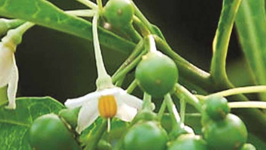 Quả dại ở Tây Nguyên vị đắng ngắt nhưng "vạn người mê"