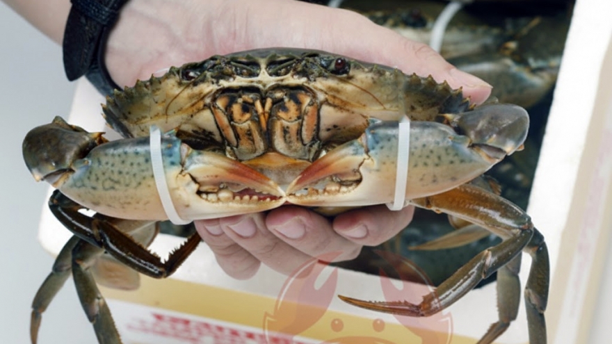 Cua trinh nữ có gì đặc biệt mà được giới sành ăn săn lùng?