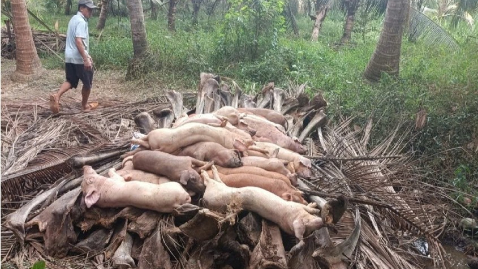Vinh Long sees rising cases of African swine fever