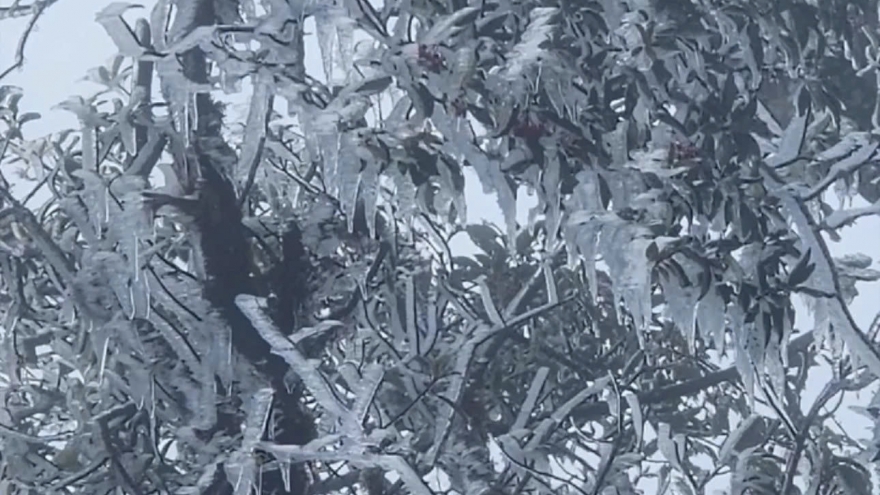 Early frost hits Northern Vietnam amid strong cold spell