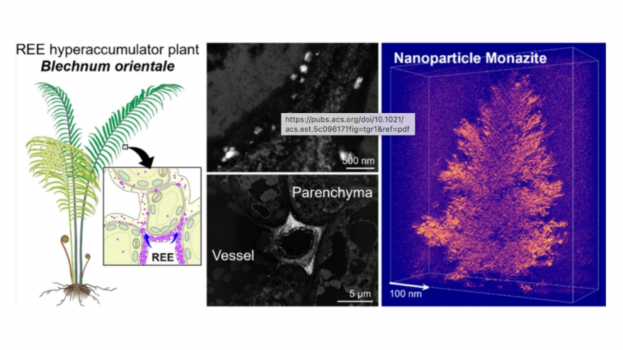 Trung Quốc phát hiện quá trình khoáng hóa đất hiếm trong cây dương xỉ