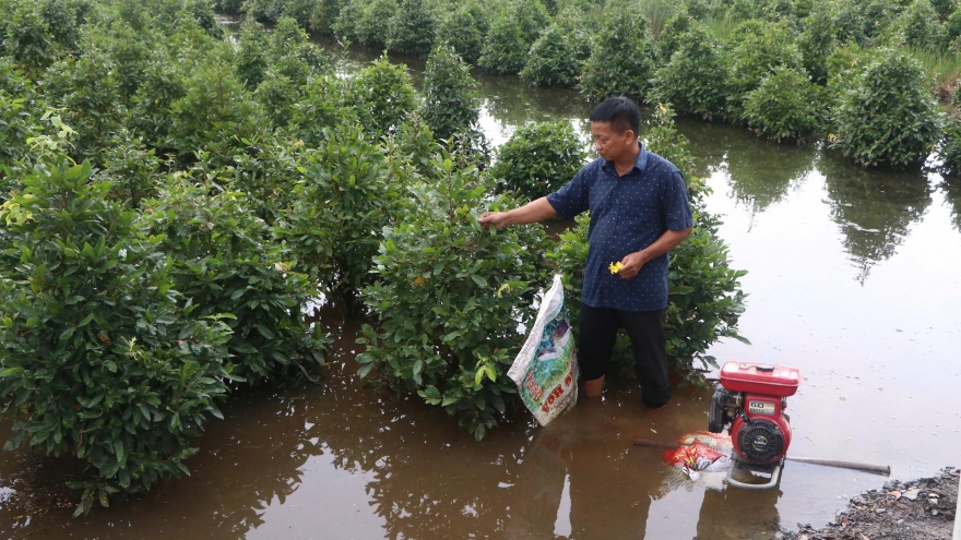 Thủ phủ mai vàng TP.HCM tạm thoát ngập, nông dân vơi nỗi lo